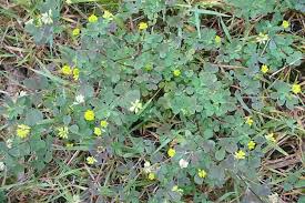 Attēlu rezultāti vaicājumam “Trifolium dubium leaf”