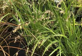 Attēlu rezultāti vaicājumam “Melica nutans flower”