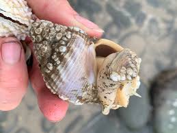 Image result for Buccinum undatum