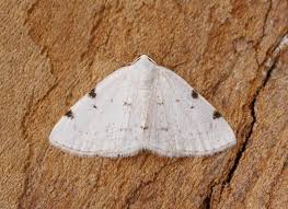 Attēlu rezultāti vaicājumam “Lomographa bimaculata”