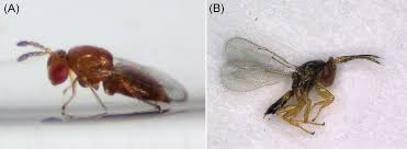 Attēlu rezultāti vaicājumam “Rabdophaga heterobia”