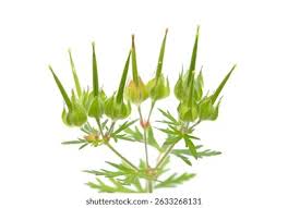 Attēlu rezultāti vaicājumam “Geraniaceae”