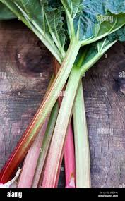 Attēlu rezultāti vaicājumam “Rheum rhabarbarum fruit”