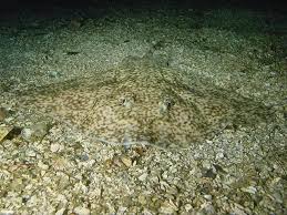 Image result for Amblyraja radiata