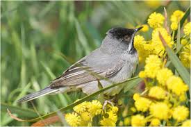 Image result for Sylvia rueppelli