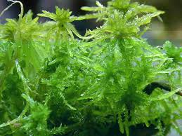 Attēlu rezultāti vaicājumam “Sphagnum flexuosum”