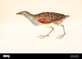 Image result for Crex crex