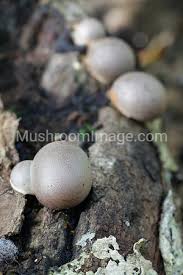 Attēlu rezultāti vaicājumam “Lycogala flavofuscum sessile”