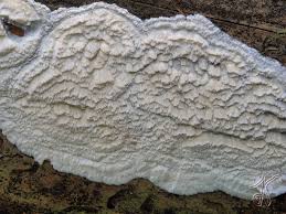 Attēlu rezultāti vaicājumam “Physisporinus vitreus”