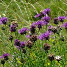 Image result for Centaurea nigra