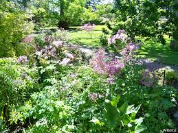 Attēlu rezultāti vaicājumam “Thalictrum aquilegifolium leaf”