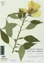 Attēlu rezultāti vaicājumam “Malvaceae”