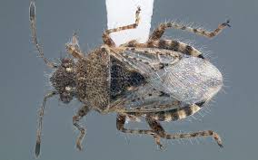 Attēlu rezultāti vaicājumam “Cribraria ferruginea macro”