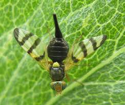 Attēlu rezultāti vaicājumam “Anacampsis blatariella”