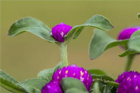 Image result for Kugelamarant