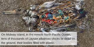 Image result for albatross dead chick