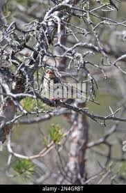 Attēlu rezultāti vaicājumam “Anthus trivialis adult”