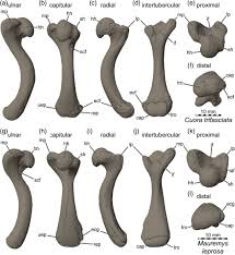 Attēlu rezultāti vaicājumam “Reticularia sp.”