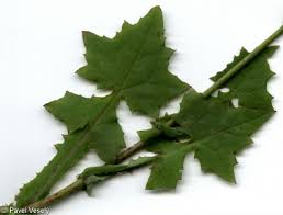 Attēlu rezultāti vaicājumam “Mycelis muralis leaf”