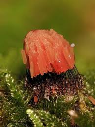 Attēlu rezultāti vaicājumam “Stemonitis virginiensis”