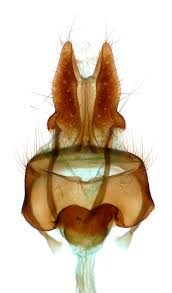 Attēlu rezultāti vaicājumam “Euphydrias aurinia underside”