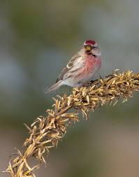 Attēlu rezultāti vaicājumam “Carduelis flammea female”