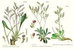 Angiosperm families - <b>Plumbaginaceae</b> Juss.