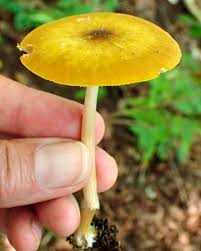 Attēlu rezultāti vaicājumam “Pluteus leoninus”