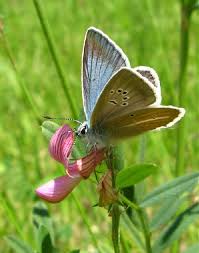 Attēlu rezultāti vaicājumam “Agrodiaetus damon underside”