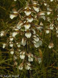 Attēlu rezultāti vaicājumam “Epipactis palustris”