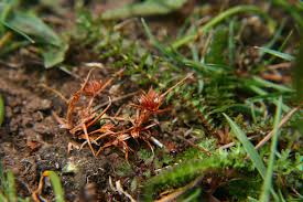 Attēlu rezultāti vaicājumam “Juncus capitatus”
