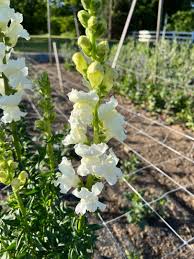 Attēlu rezultāti vaicājumam “Antirrhinum majus flower”