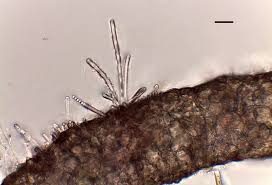 Attēlu rezultāti vaicājumam “Lemanea fluviatilis”