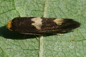 Attēlu rezultāti vaicājumam “Incurvariidae”