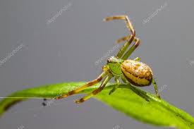 Attēlu rezultāti vaicājumam “Diaea dorsata female”