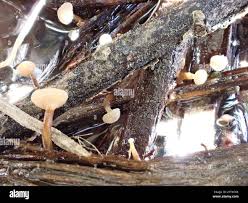 Attēlu rezultāti vaicājumam “Cudoniella clavus”