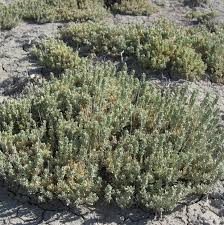 Attēlu rezultāti vaicājumam “Atriplex calotheca”