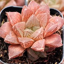 Image result for Haworthia