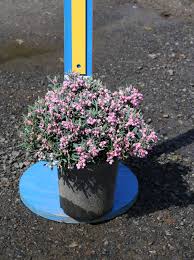 Attēlu rezultāti vaicājumam “Andromeda polifolia”