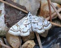 Attēlu rezultāti vaicājumam “Nymphula nitidulata”