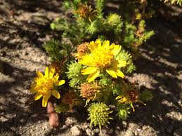 Image result for selvatici tehron