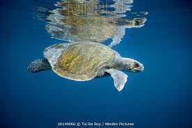 Image result for Lepidochelys olivacea