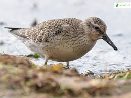 Attēlu rezultāti vaicājumam “Calidris canutus adult”