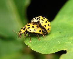 Attēlu rezultāti vaicājumam “Psyllobora vigintiduopunctata”