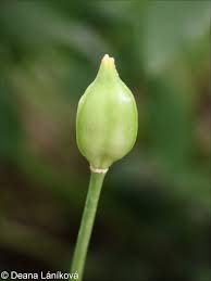 Attēlu rezultāti vaicājumam “Tulipa sylvestris bud”
