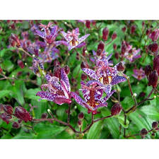 Image result for Tricyrtis `Black Beauty`