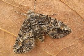 Attēlu rezultāti vaicājumam “Cleora cinctaria”