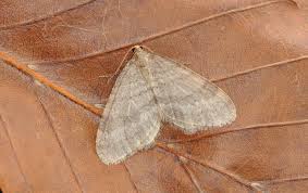 Attēlu rezultāti vaicājumam “Operophtera”