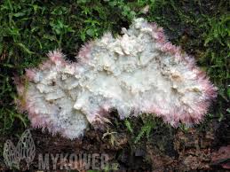 Attēlu rezultāti vaicājumam “Phlebia centrifuga”