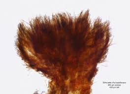 Attēlu rezultāti vaicājumam “Merismodes anomala”